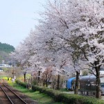 南方向の桜［長陽駅・南阿蘇鉄道］