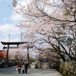 2017年4月12日現在：桜満開［阿蘇神社］