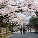 2017年4月12日現在：桜満開［阿蘇神社］