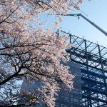 境内の桜 満開見頃［2020 阿蘇神社 現在状況］
