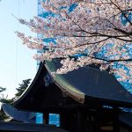 境内の桜 満開見頃［2020 阿蘇神社 現在状況］